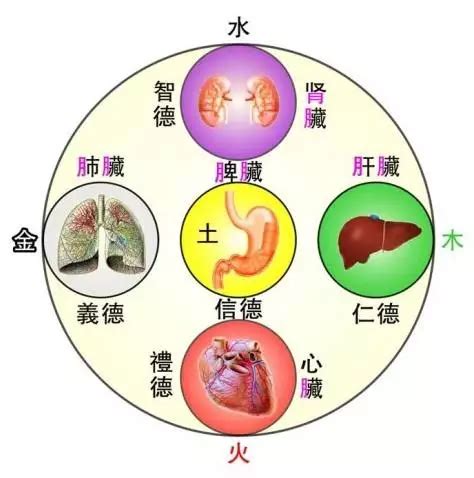 中醫裡面，土是屬於哪一個人的臟腑